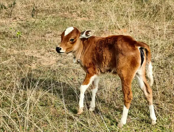 Lena Pecqueux Osteopathe Animalier Maurin Et 20 Kms Autour Equilibre Des Aplombs
