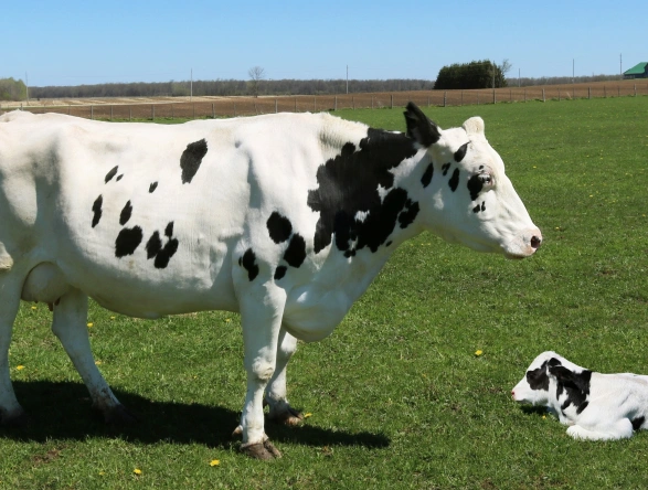 Lena Pecqueux Osteopathe Animalier Maurin Et 20 Kms Autour Recuperation Apres Velage