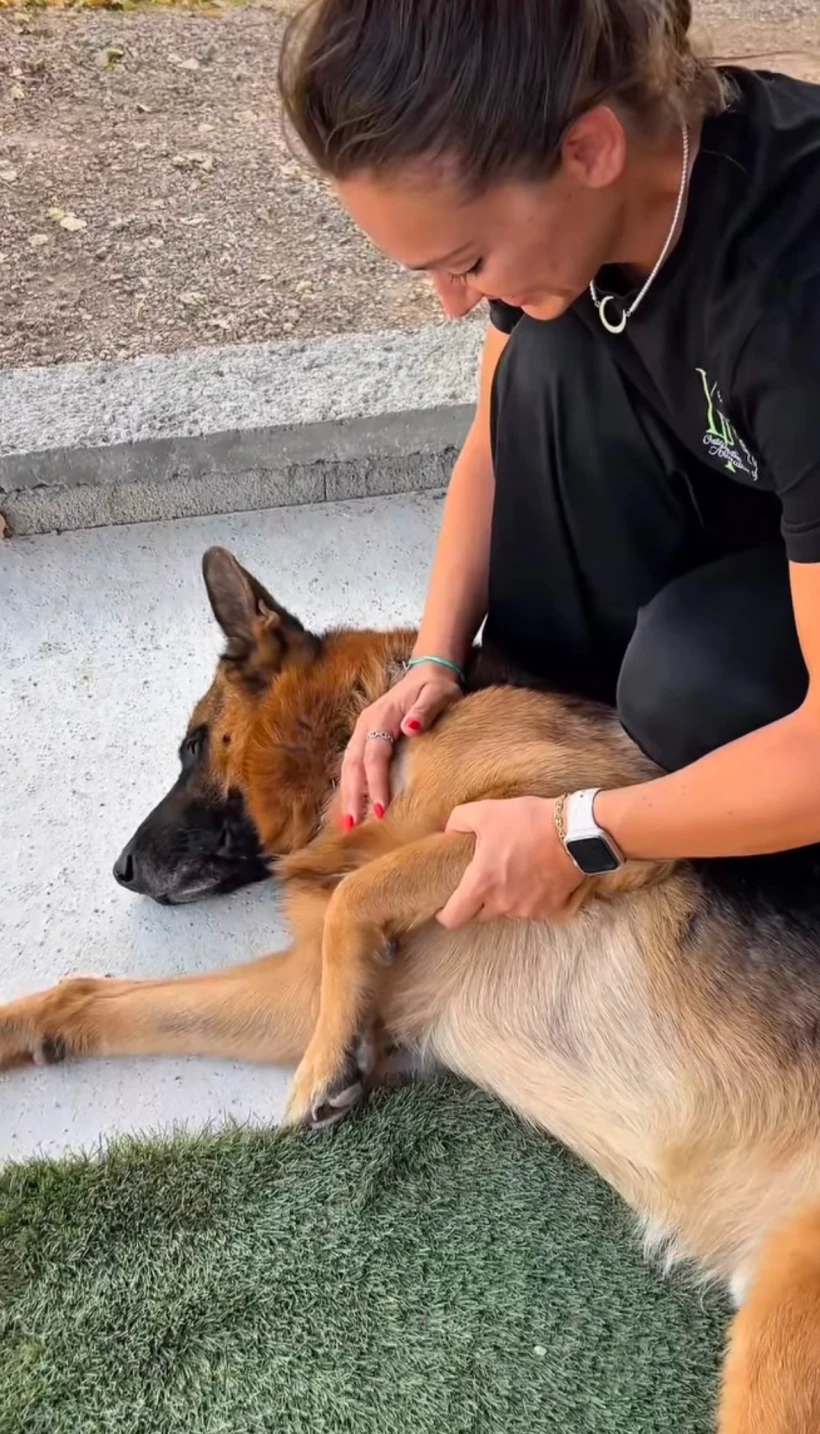 Lena Pecqueux Osteopathe Animalier Maurin Et 20 Kms Autour Le Secret De L Quilibre 1 1x