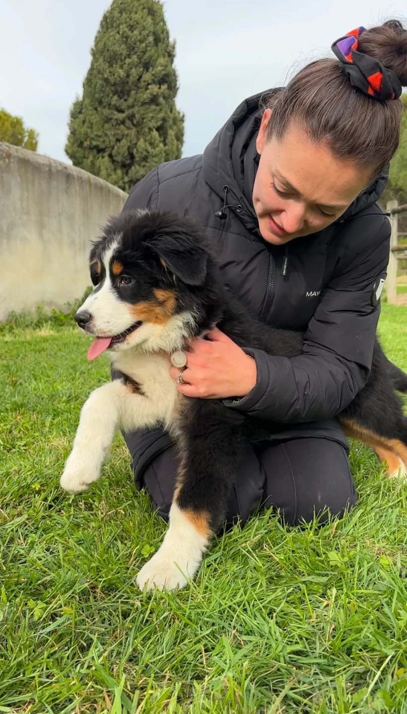Lena Pecqueux Osteopathe Animalier Maurin Et 20 Kms Autour Une Souplesse Imm Diate 1 1x