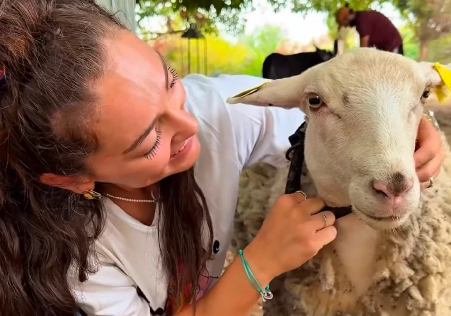 Lena Pecqueux Osteopathe Animalier Maurin Et 20 Kms Autour Wqa